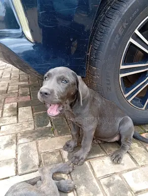 1-3 months Female Purebred Cane Corso