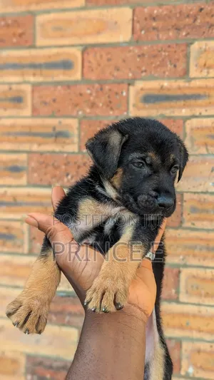 1-3 months Female Purebred German Shepherd