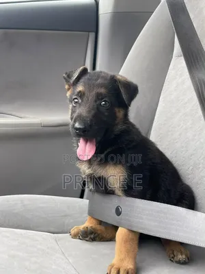 1-3 months Male Purebred German Shepherd