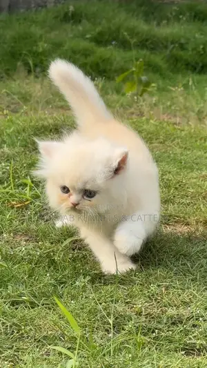 1-3 months Female Purebred Persian