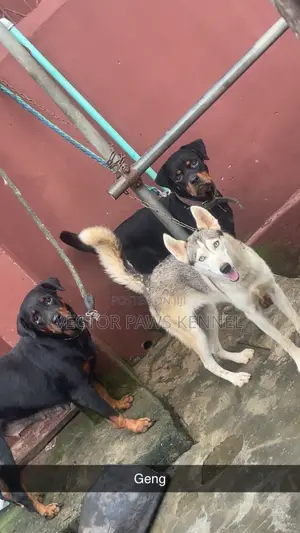 1+ year Female Purebred Siberian Husky