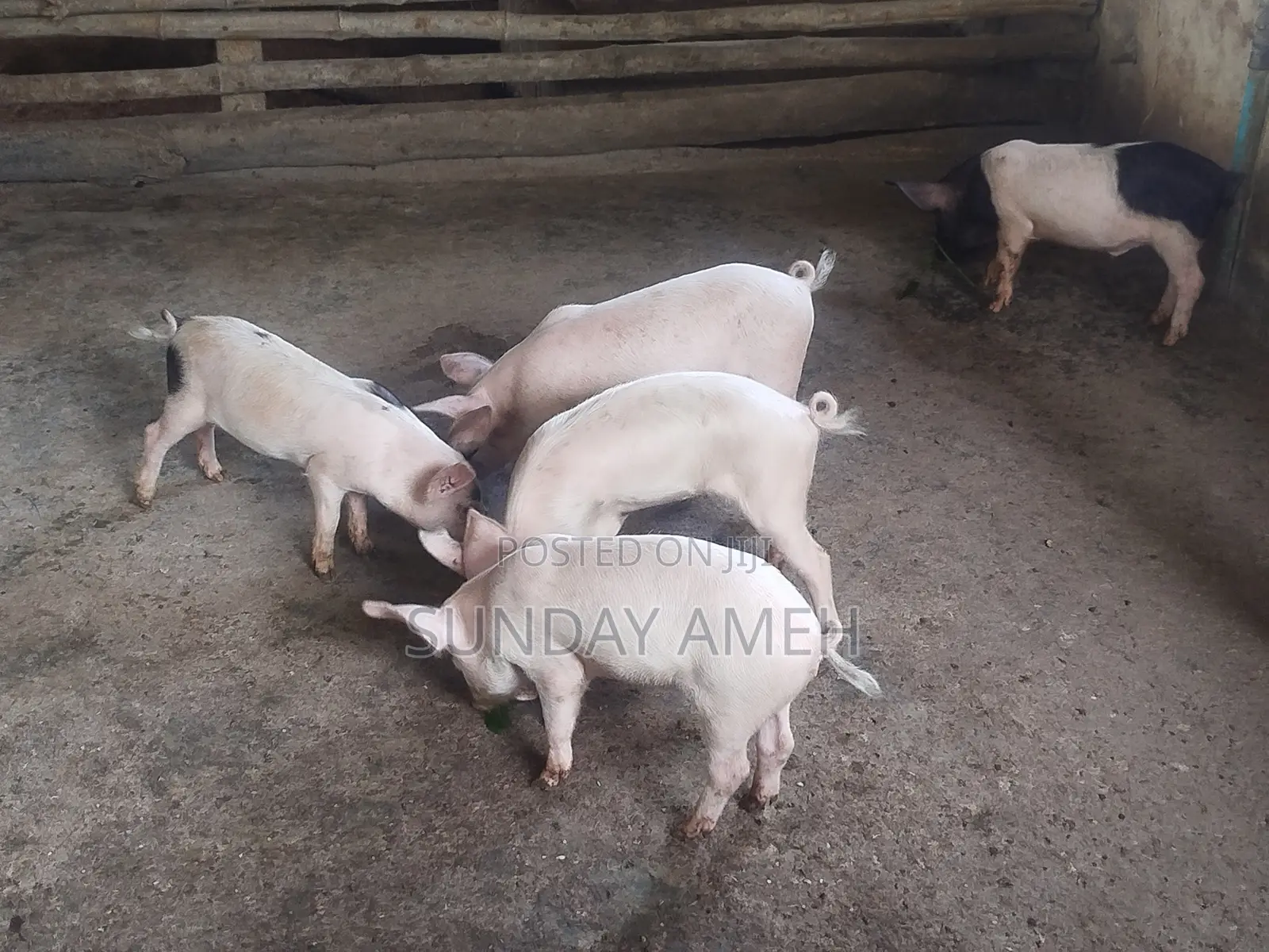Piglets for Sale