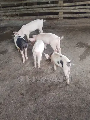 Piglets for Sale