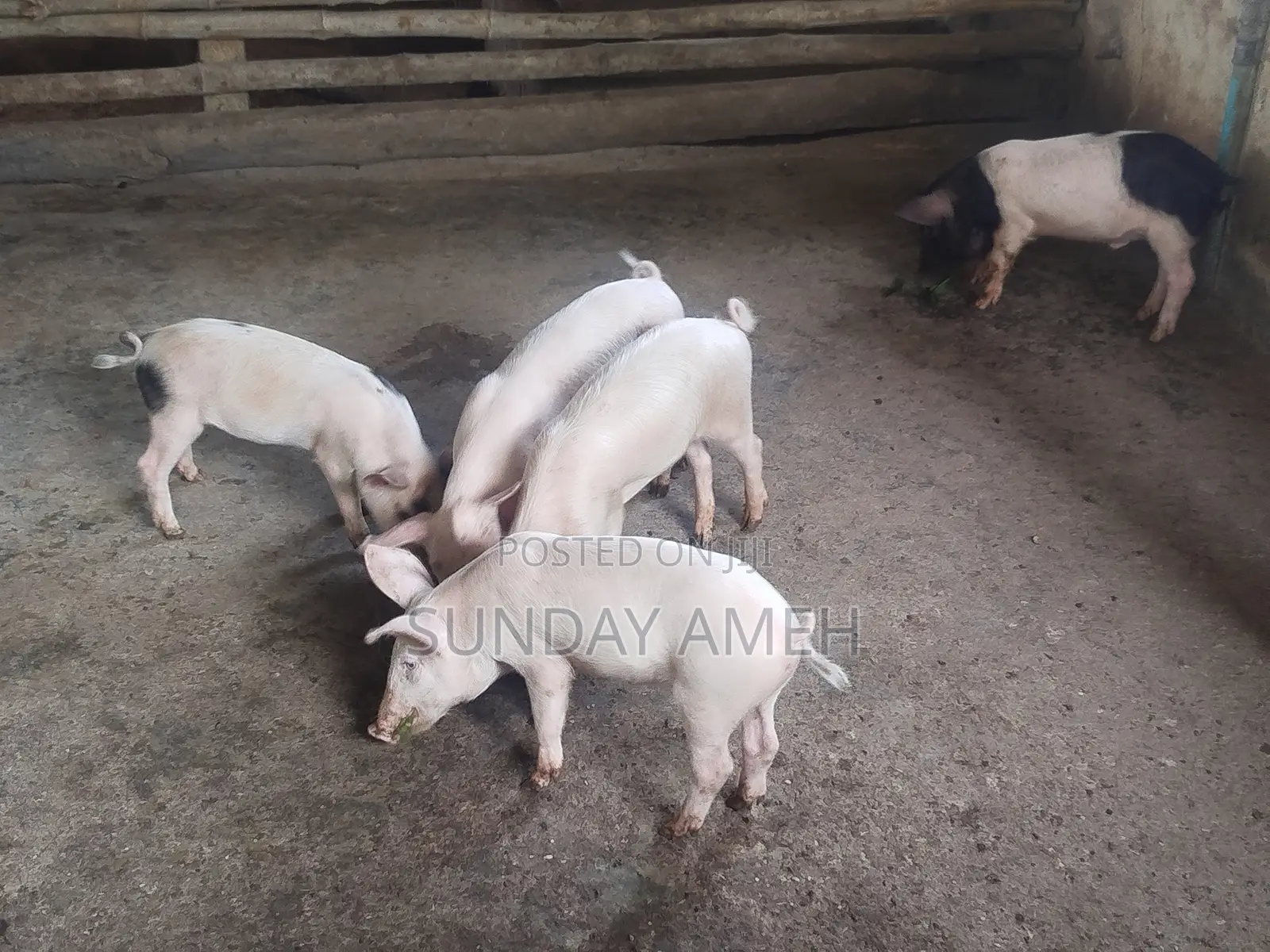 Piglets for Sale