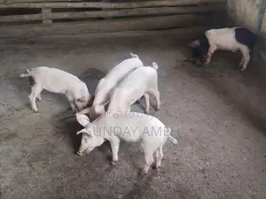 Piglets for Sale