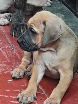 1-3 months Female Purebred Boerboel