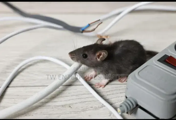 Rat Fumigation