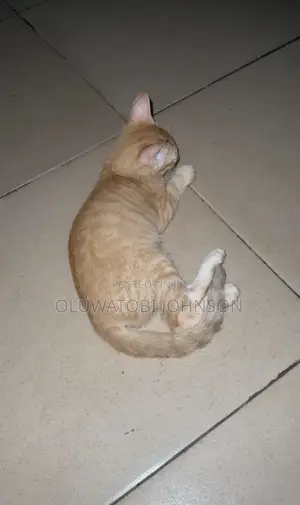 1-3 months Male Mixed Breed Tabby