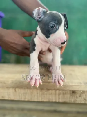 1-3 months Female Purebred American Pit Bull Terrier