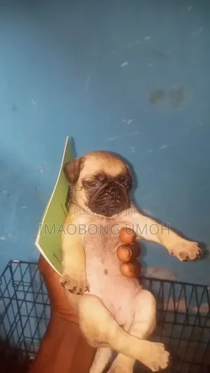 1-3 months Female Purebred Pug