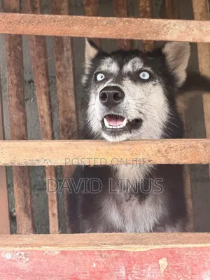 1+ year Female Purebred Siberian Husky