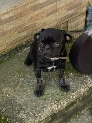 6-12 months Female Purebred Pug
