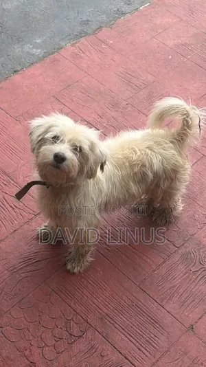 1+ year Female Purebred Lhasa Apso