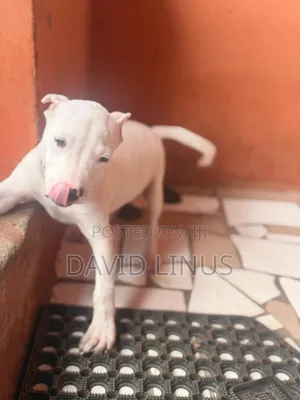 3-6 months Female Purebred American Pit Bull Terrier