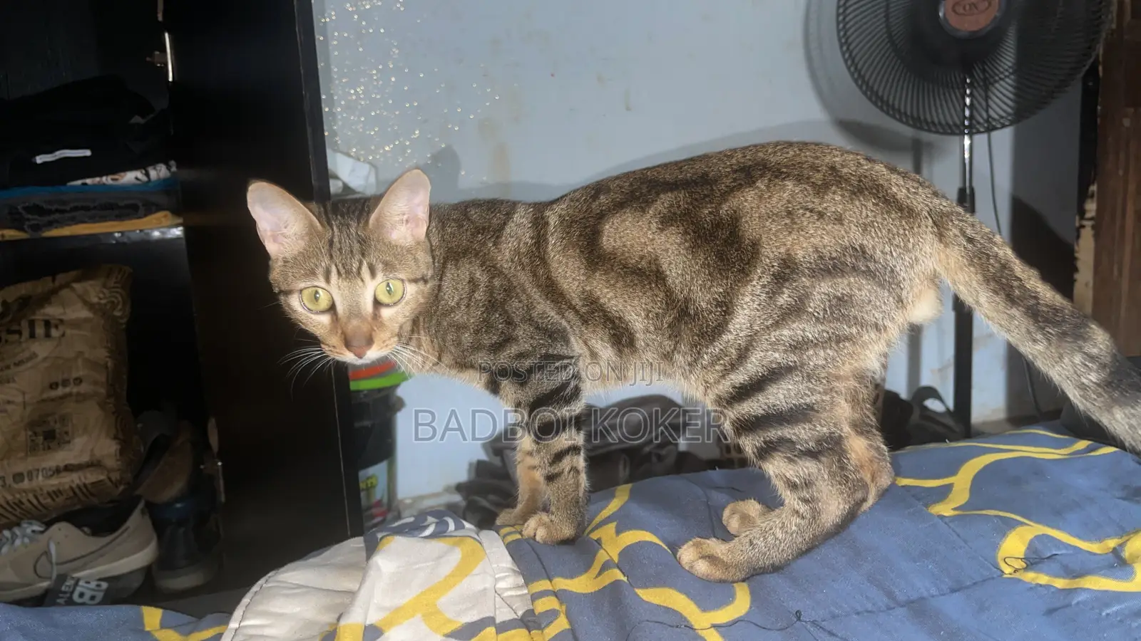 6-12 months Male Mixed Breed Tabby
