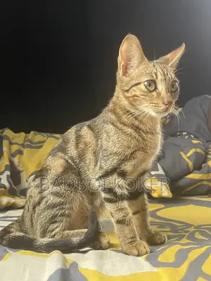 6-12 months Male Mixed Breed Tabby