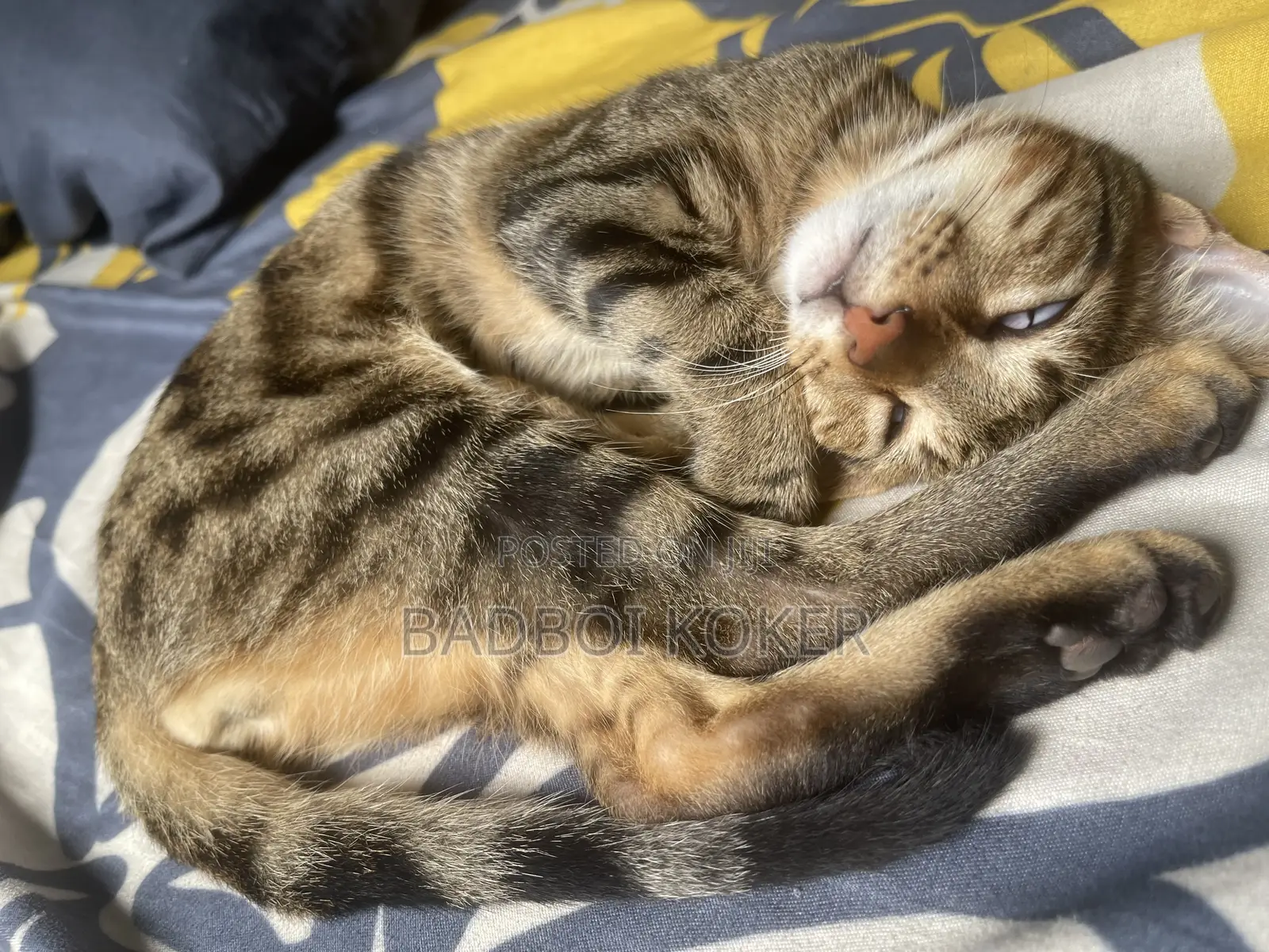 6-12 months Male Mixed Breed Tabby
