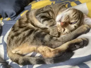 6-12 months Male Mixed Breed Tabby