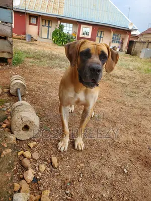 1+ year Male Purebred Boerboel