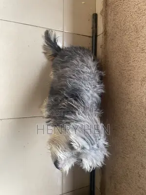 6-12 months Female Purebred Lhasa Apso