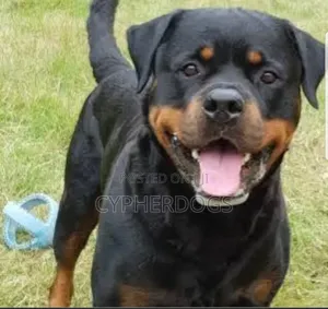 6-12 months Female Purebred Rottweiler