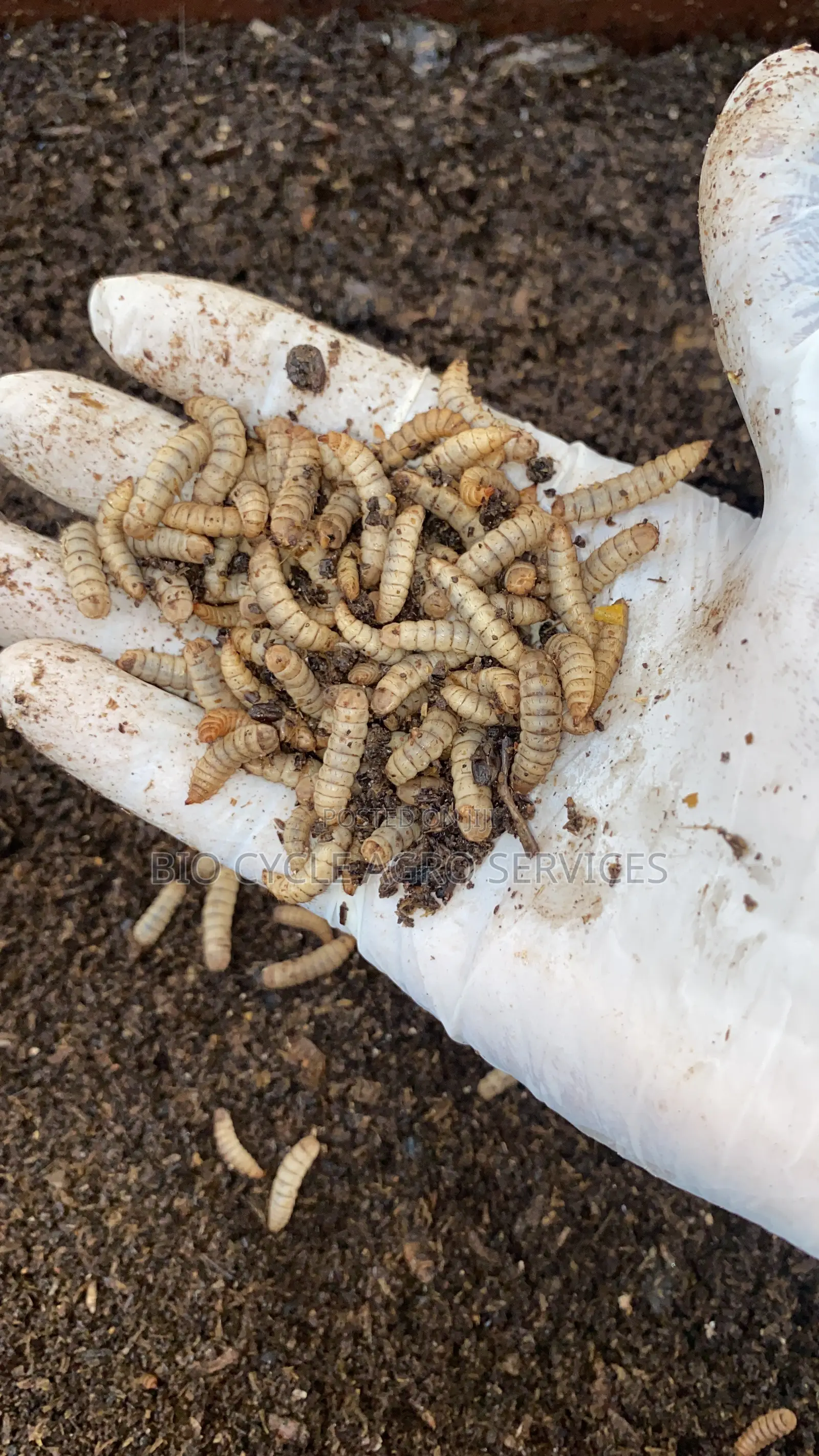 Black Soldier Fly Larvae