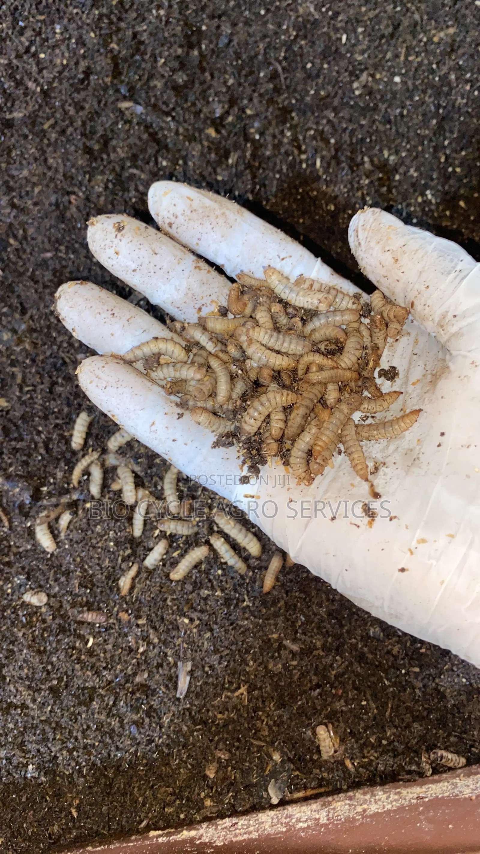 Black Soldier Fly Larvae