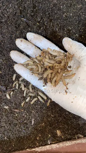 Black Soldier Fly Larvae