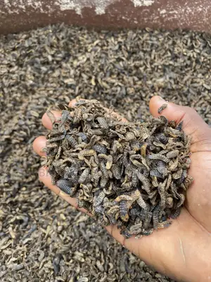 Dry Black Soldier Fly Larvae