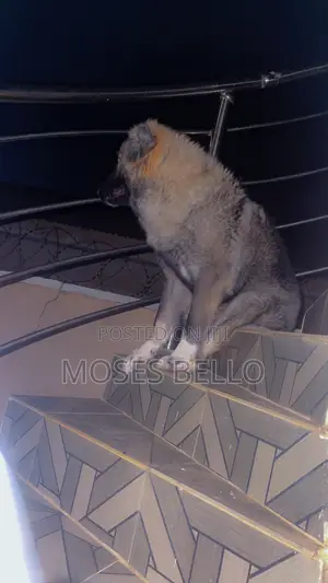 1+ year Male Purebred Caucasian Shepherd