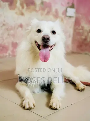1+ year Male Purebred American Eskimo