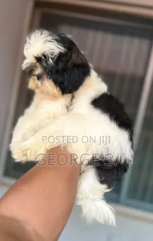 3-6 months Female Purebred Shih Tzu