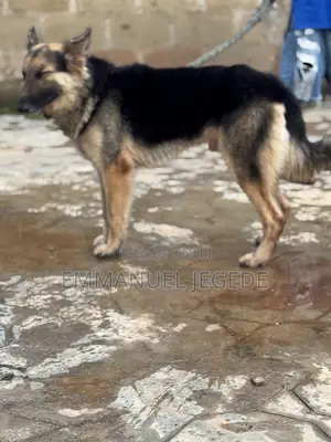 1+ year Male Mixed Breed German Shepherd