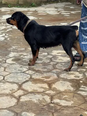 1+ year Female Purebred Rottweiler