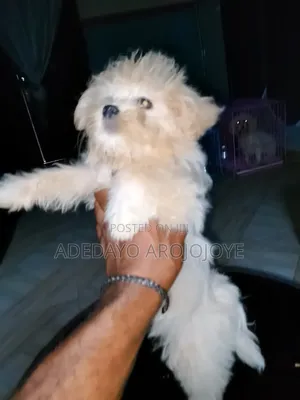 1-3 months Female Purebred Lhasa Apso