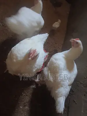 Matured Broiler Chickens for Sale