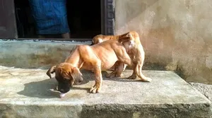 1-3 months Male Purebred Boerboel