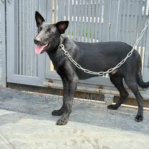 6-12 months Male Purebred German Shepherd