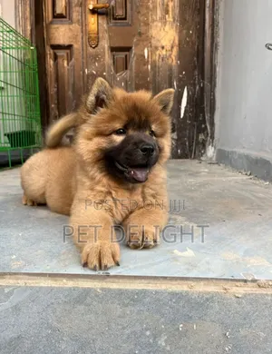 1-3 months Female Purebred Chow Chow