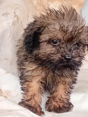 1-3 months Male Purebred Lhasa Apso