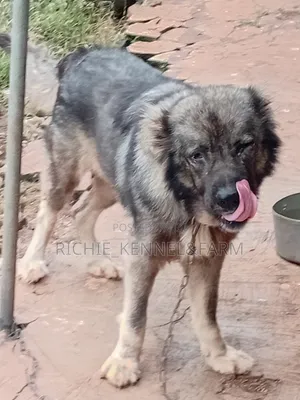 1+ year Female Purebred Caucasian Shepherd