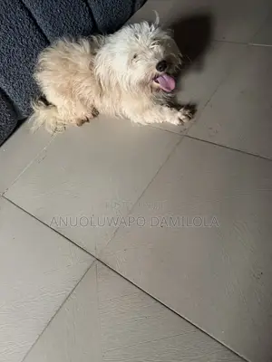 6-12 months Male Purebred Lhasa Apso