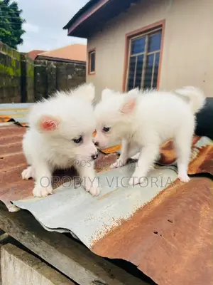 1-3 months Female Purebred American Eskimo