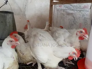 Live Broilers