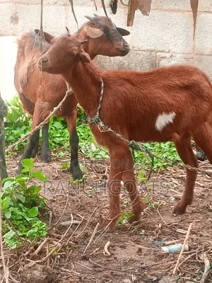 Fulani Goats 4 Sale