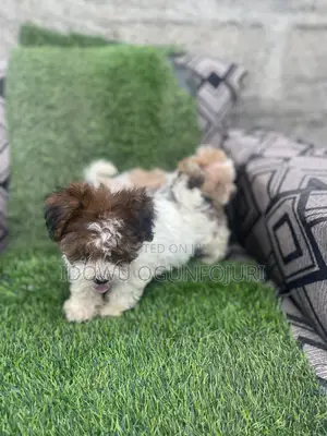 1-3 months Female Purebred Lhasa Apso