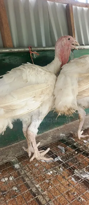 Foreign Turkey