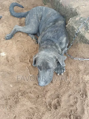 6-12 months Male Purebred Cane Corso