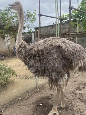 Adult Female Ostrich