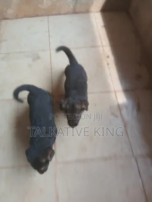1-3 months Female Purebred German Shepherd